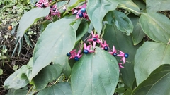 Clerodendrum trichotomum