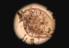 Chydorus