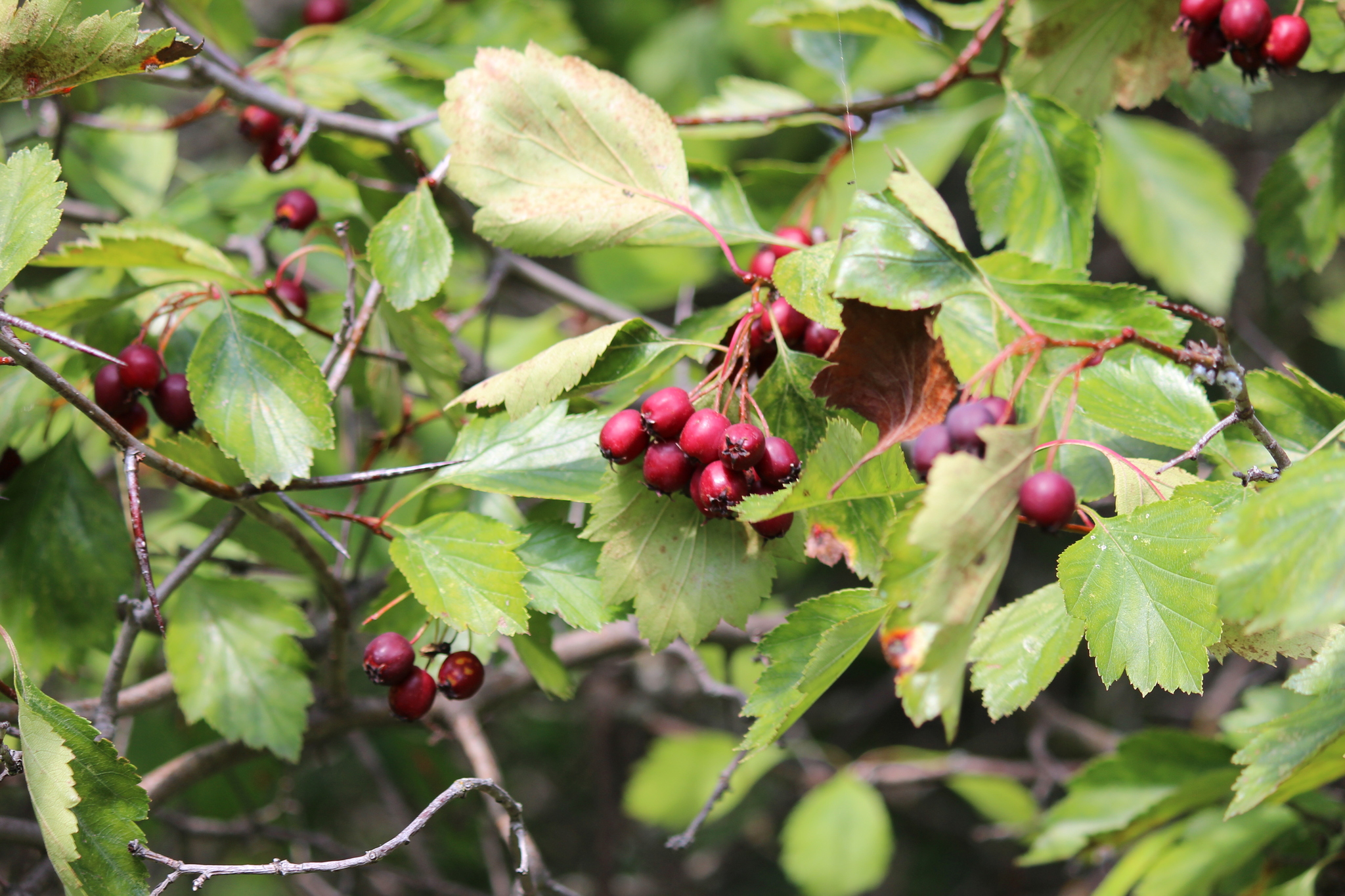 Crataegus cupressocollina