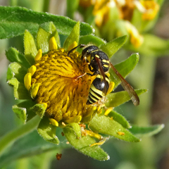Ancistrocerus bustamente
