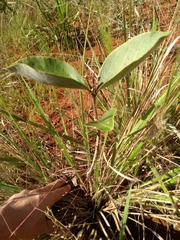 Psidium grandifolium