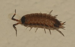 Agnara fragilis
