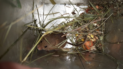 Eurasian Harvest Mouse, Coevorden, NL-DR, NL, photo 9 of 10