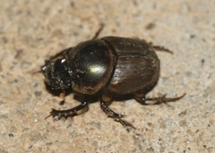 Digitonthophagus