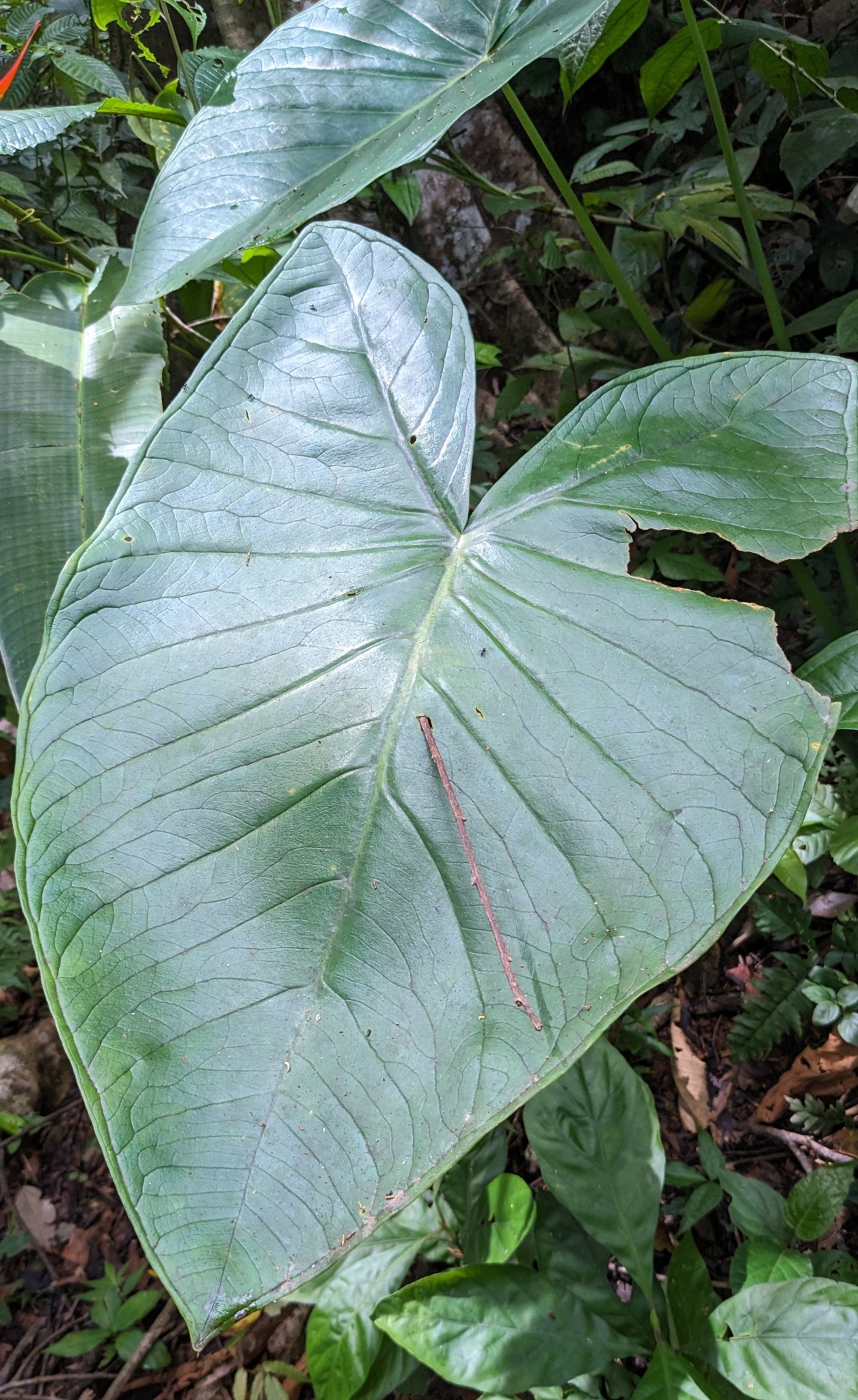 Xanthosoma Mexicanum (Xanthosoma mexicanum)