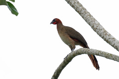 Ortalis erythroptera