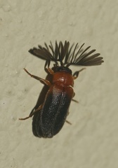 Ototretinae