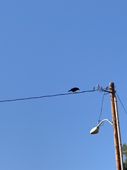 Corvus corax