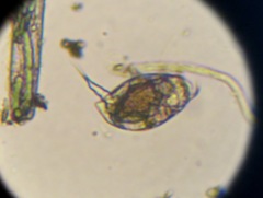 Colurella
