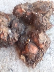 Pyura chilensis