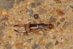 Labidura riparia