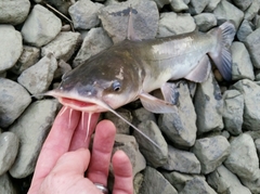 Ameiurus catus