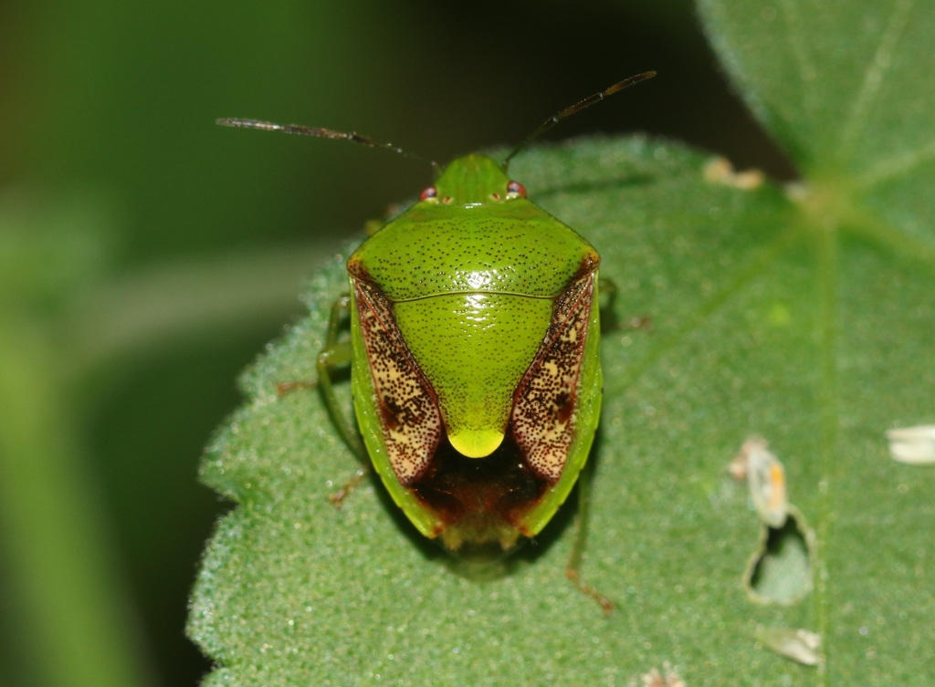 Plautia crossota