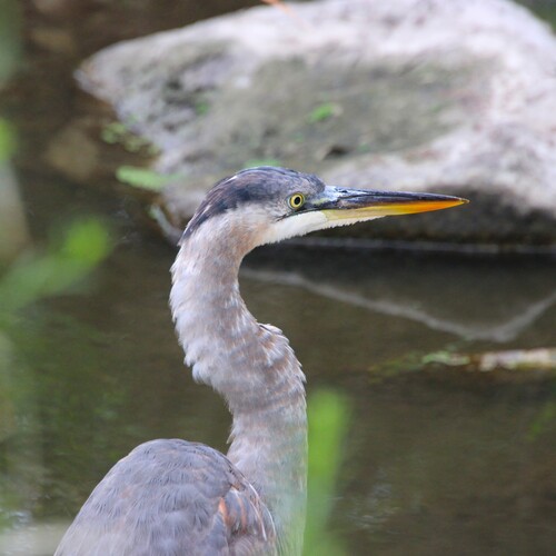 iNaturalist observation photo of Great Blue Heron
