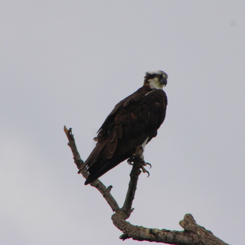 iNaturalist observation photo of Osprey