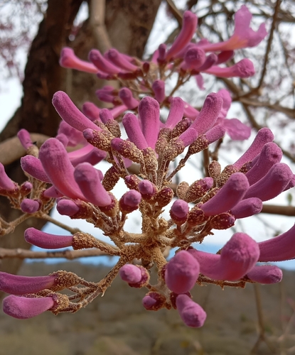 Tabebuia impetiginosa - Flowers