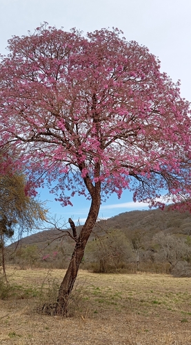 Tabebuia impetiginosa - Leaves