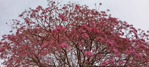 Tabebuia impetiginosa - Whole tree