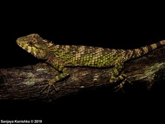 Calotes liolepis