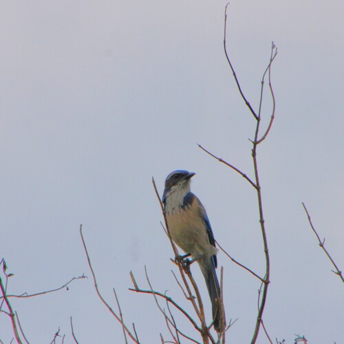 iNaturalist observation photo of California Scrub-Jay