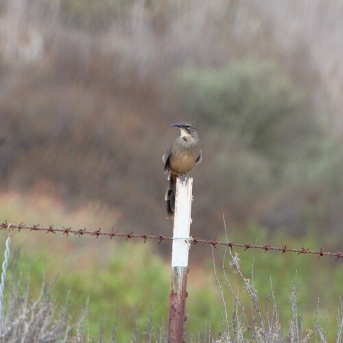 iNaturalist observation photo of California Thrasher