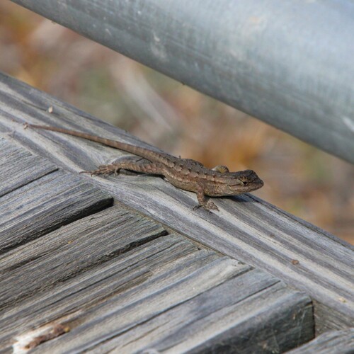 iNaturalist observation photo of Western Fence Lizard