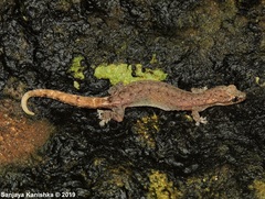 Hemiphyllodactylus typus