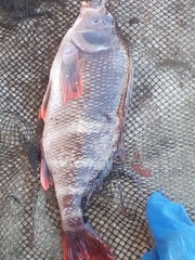 Chirodactylus variegatus