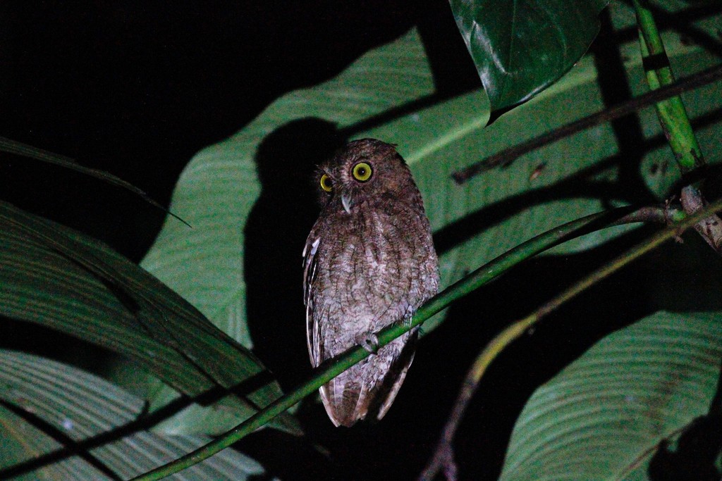 Choco Screech Owl