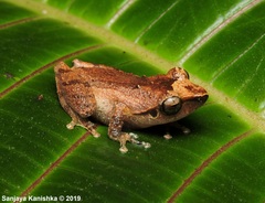 Leaf-Dwelling Shrub Frog photo 4