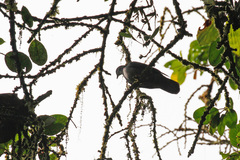Patagioenas goodsoni