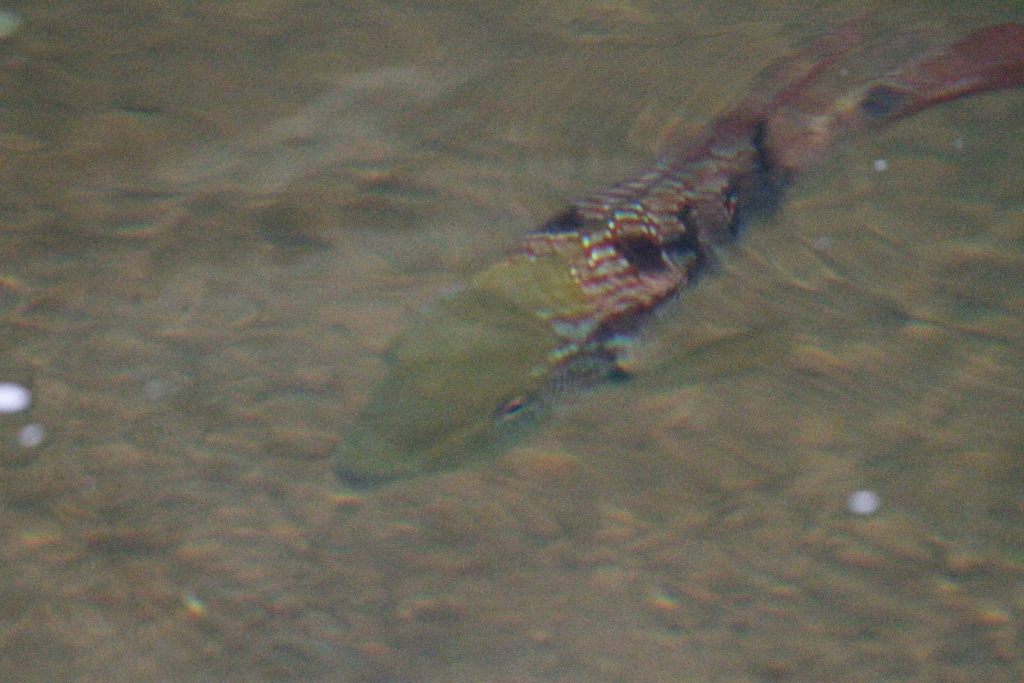 Ornate Cichlid