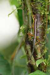 Anolis gracilipes