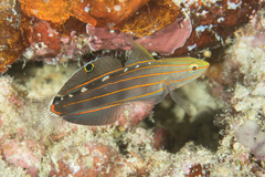 Koumansetta rainfordi