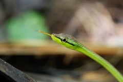 Oxybelis brevirostris