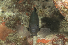 Pomacentrus microspilus