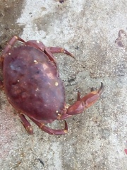 Metacarcinus edwardsii