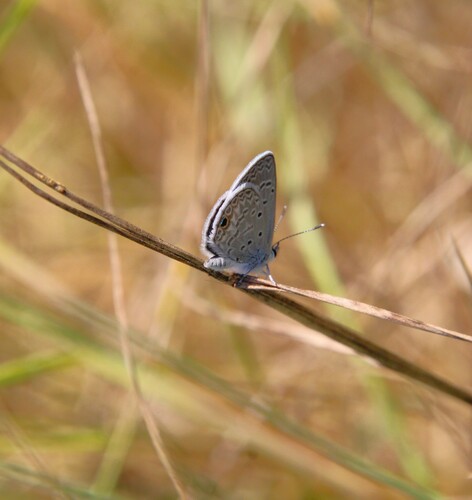 iNaturalist observation photo of Ceraunus Blue
