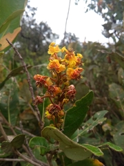 Byrsonima verbascifolia