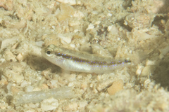 Asterropteryx striata