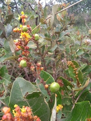 Byrsonima verbascifolia