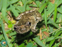 Dendropsophus seniculus