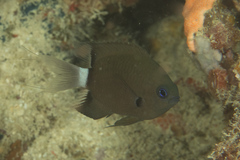 Pycnochromis delta