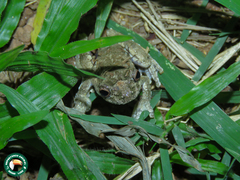 Dendropsophus seniculus