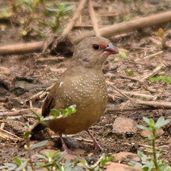 Lagonosticta senegala rendalli