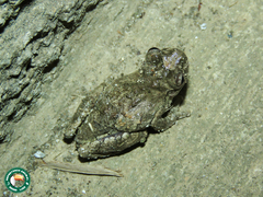 Dendropsophus seniculus