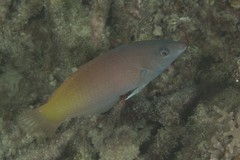 Halichoeres prosopeion