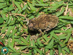 Dendropsophus seniculus