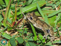 Dendropsophus seniculus