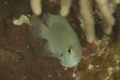 Pomacentrus callainus